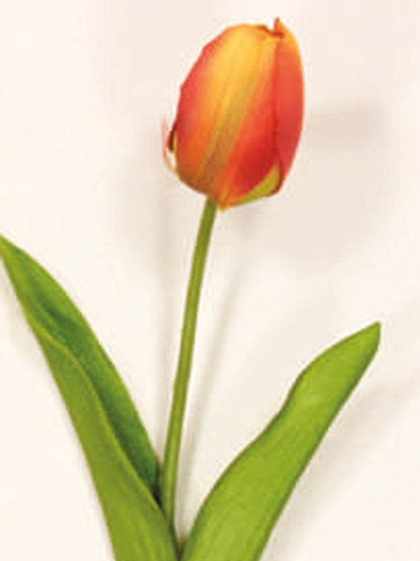 Διακοσμητικά Λουλούδια Κλαδί Τουλίπα (38025) - Image 2